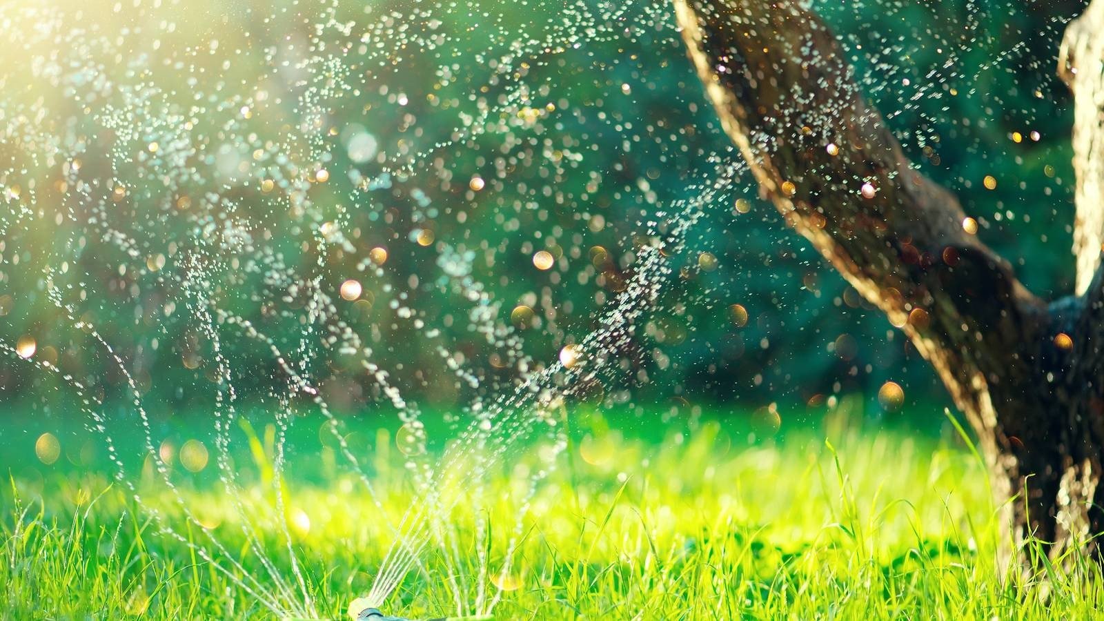 A Greener Lawn Starts with Smarter Watering Habits