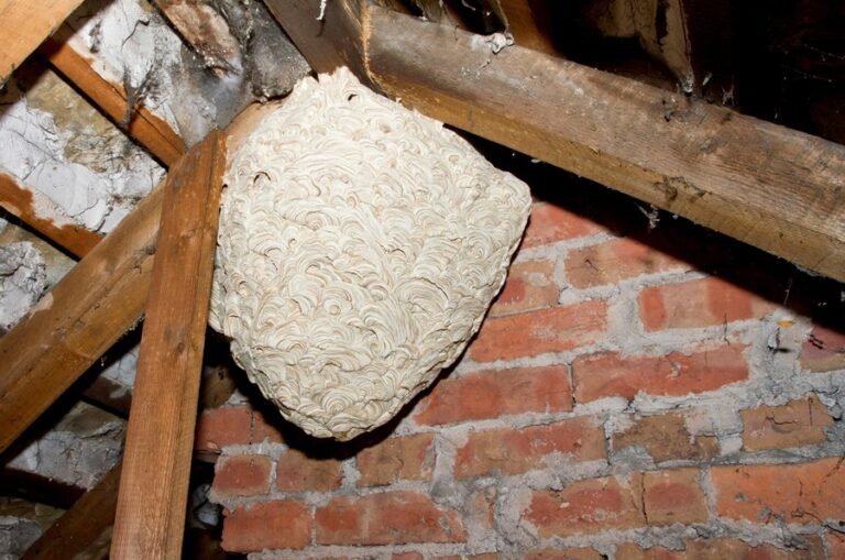 Stay Safe This Summer: Essential Wasp Nest Removal Tips for Families