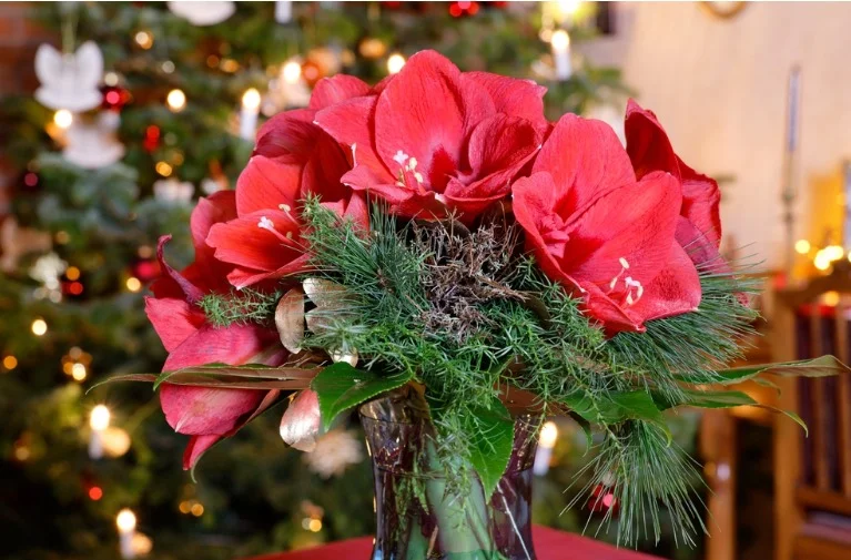 Expert Tips to Make Flowers for Christmas Last Through New Year’s Eve